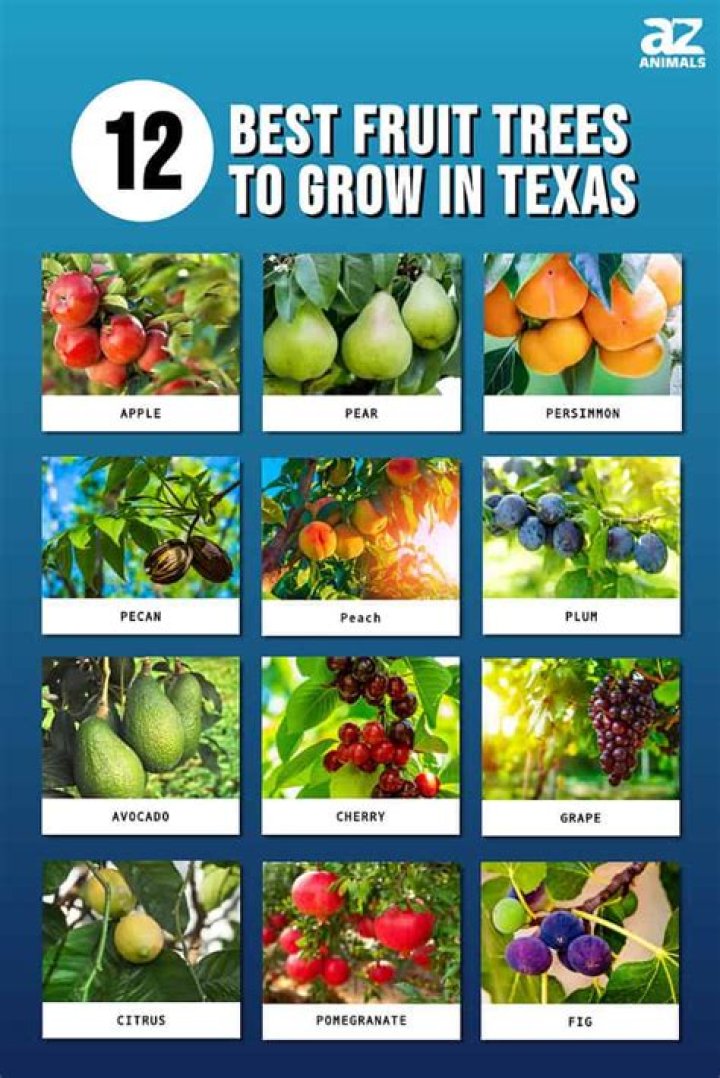 What fruit trees grow in St George Utah?
