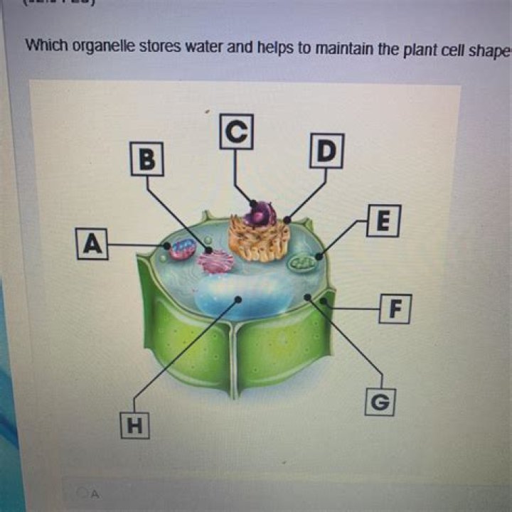 What helps the plant cell maintain its shape?