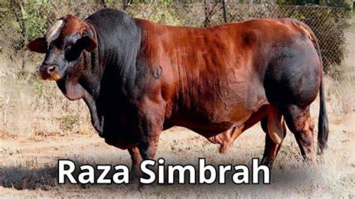 What is a simbrah?
