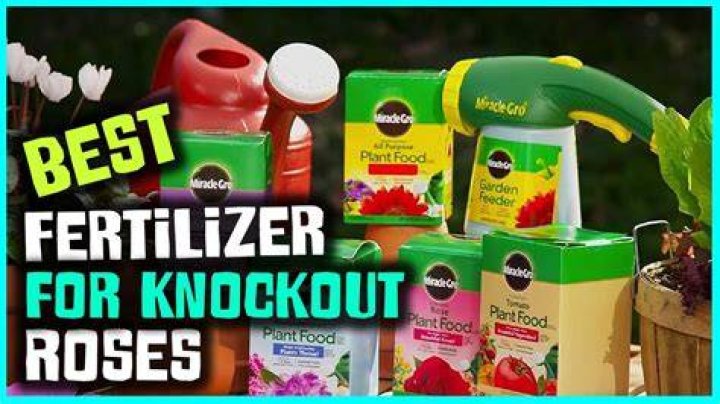 What is best fertilizer for knockout roses?