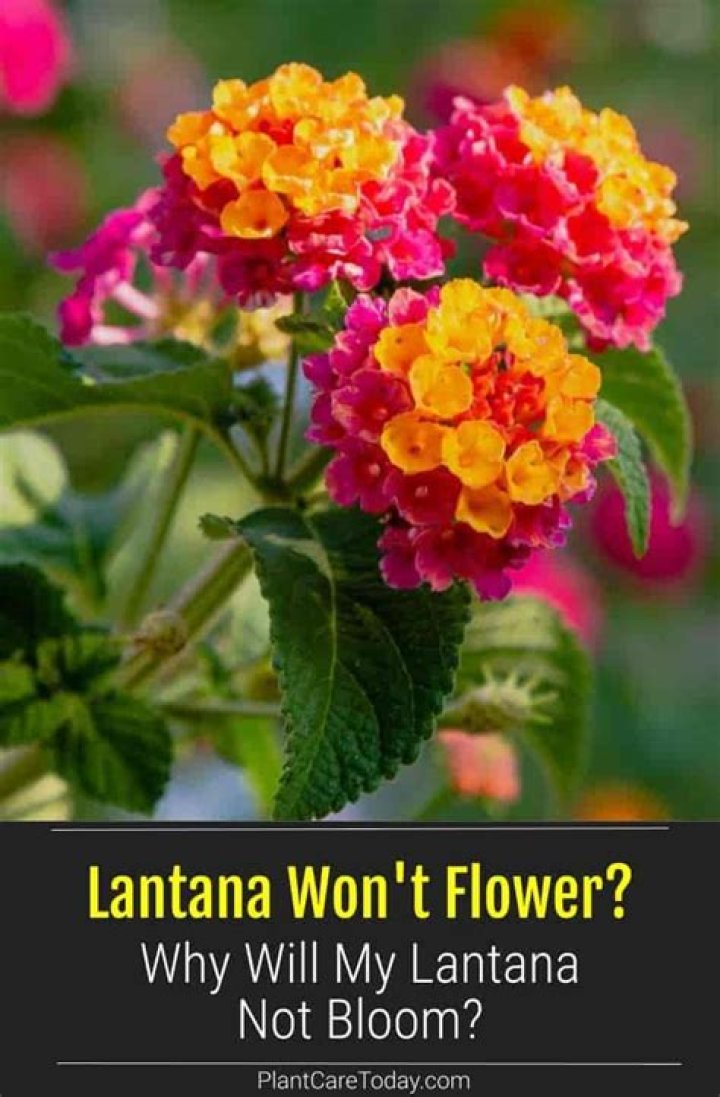 What is eating my lantana?