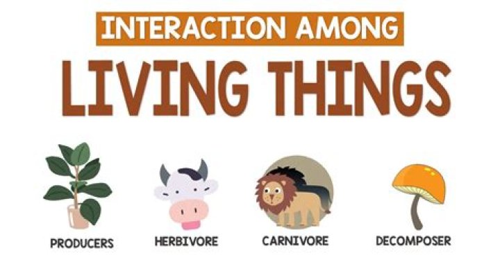 What is interaction among living things?