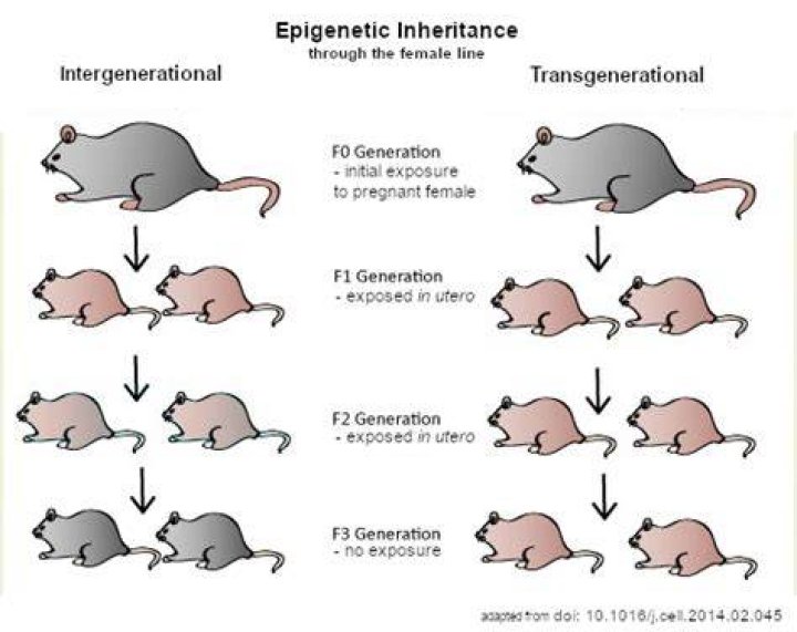 What is the epigenetic view of development?
