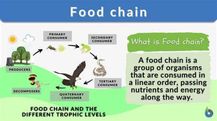 What is the food cha cha?