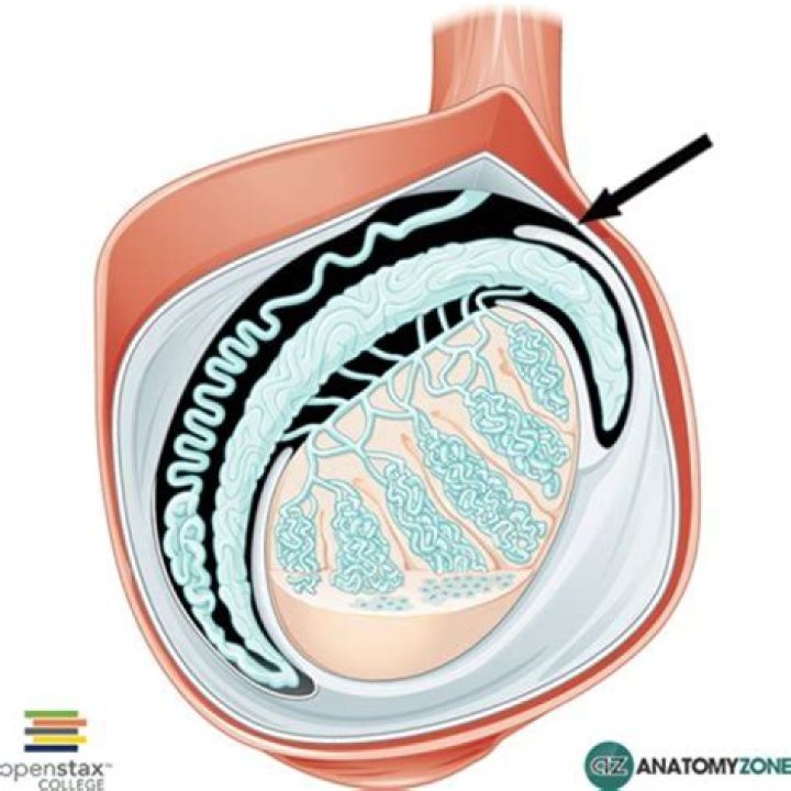 What is tunica albuginea in ovary?