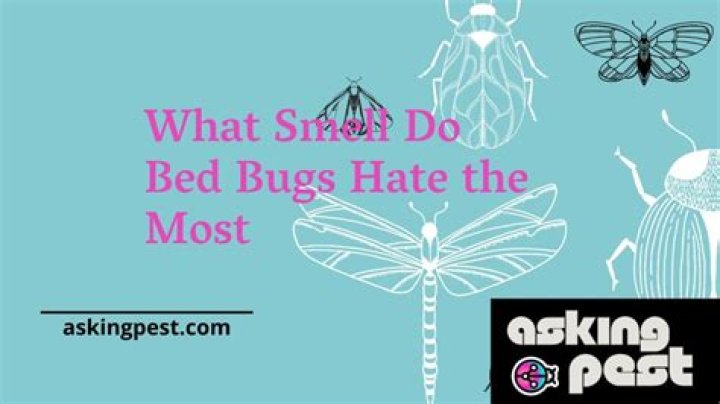 What smell do bed bugs hate the most?