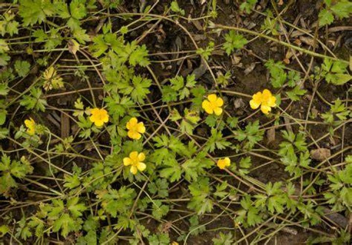 What will kill buttercups?