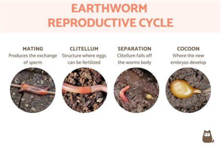 Where do dew worms come from?