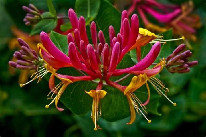 Which honeysuckle is the most fragrant?
