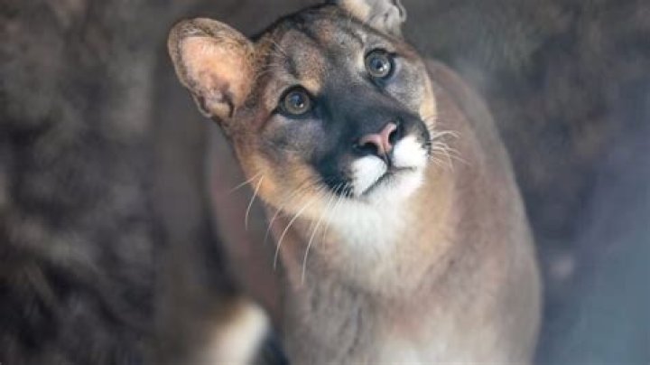Which state has most mountain lions?