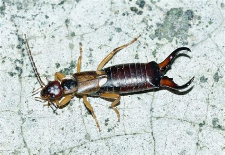 Why are pincher bugs in my house?