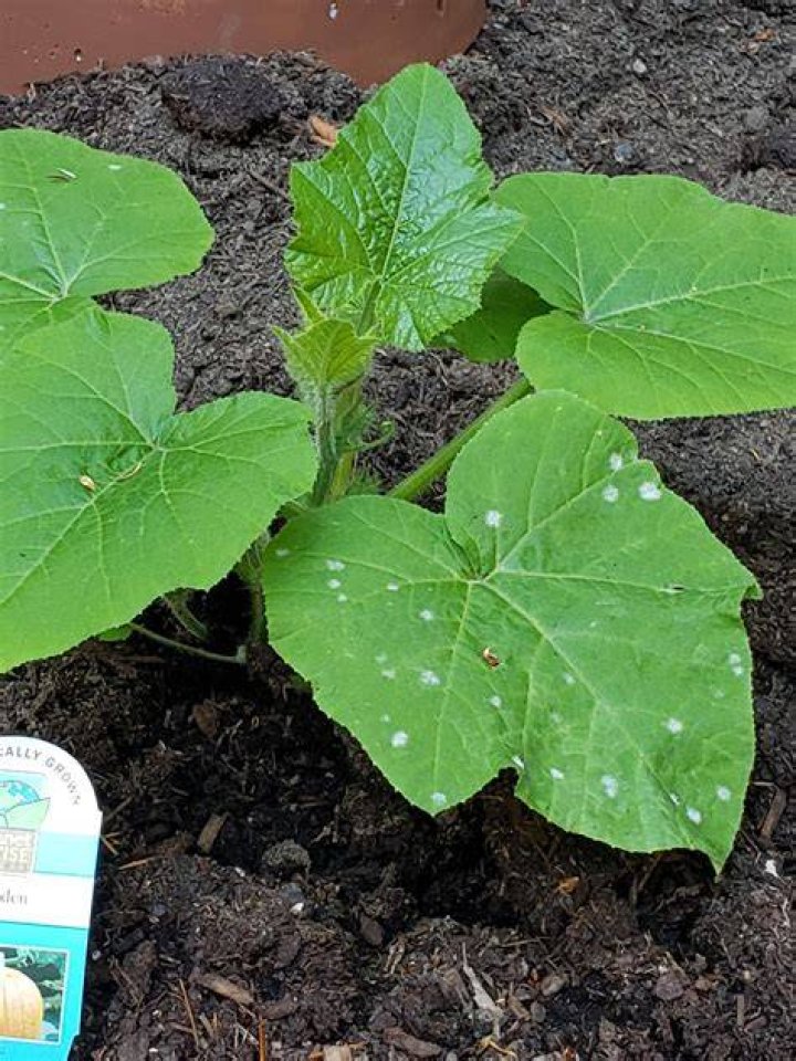 Why are there white spots on my pumpkin leaves?