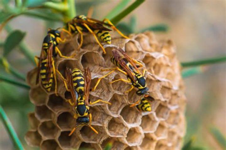 Why are wasps attracted to me?