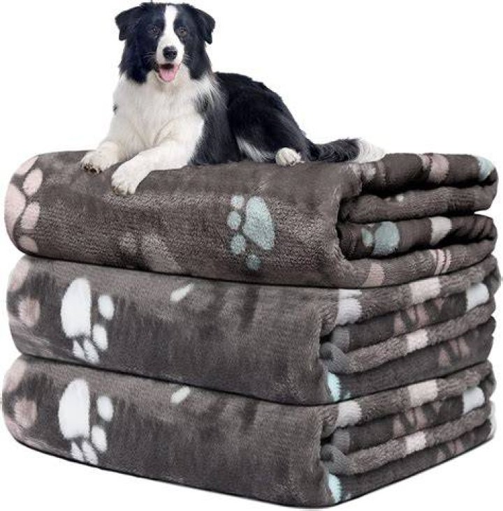 Why do dogs ball up blankets?