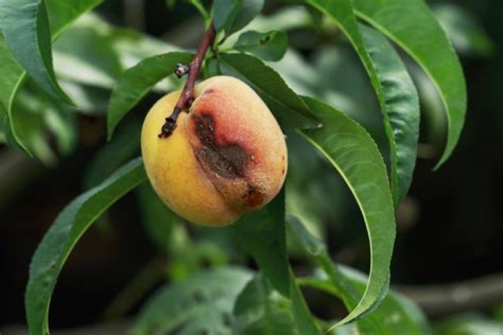 Why do my peaches have black spots?