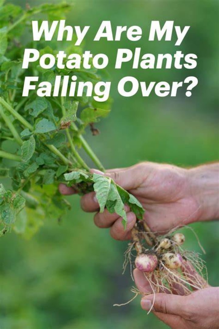 Why do my potato plants fall over?