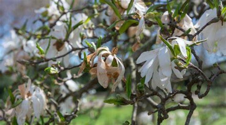 Why does my magnolia tree have no leaves?