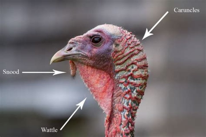 Why does my turkey looks bruised?