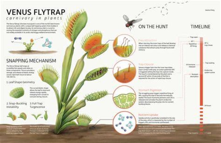 Why is my Venus Fly Trap not closing?