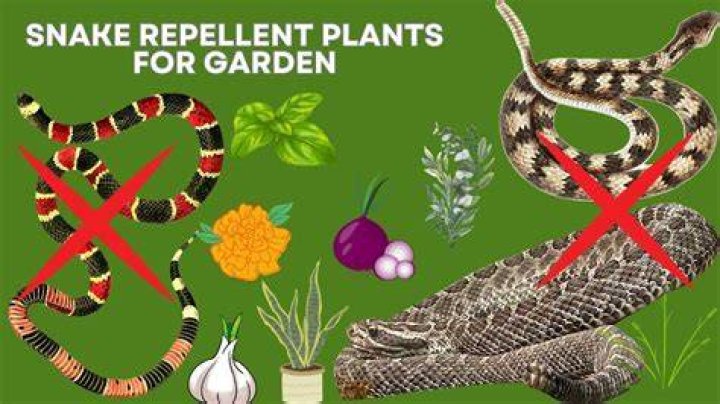 Will black pepper keep snakes away?