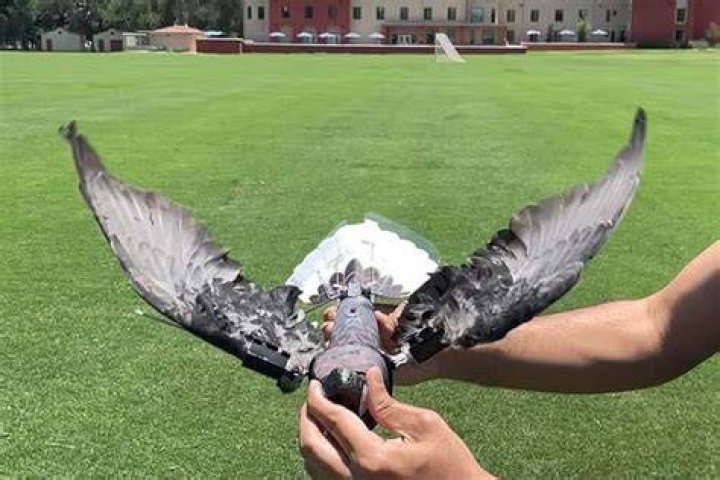 Worlds First Drone Was Actually A Pigeon